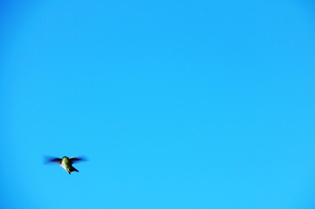 Low angle view of eagle flying against clear blue sky