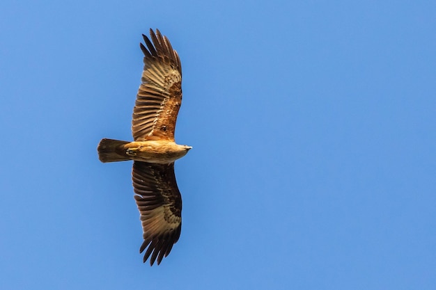 Photo low angle view of eagle flying against clear blue sky