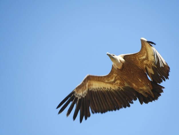 Foto vista a bassa angolazione di un'aquila che vola contro un cielo blu limpido