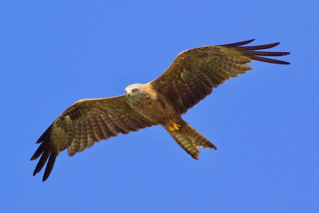 Low angle view of eagle flying against clear blue sky