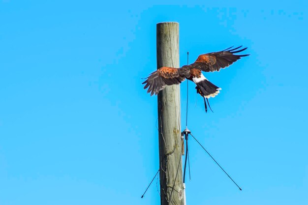 Low angle view of eagle flying against clear blue sky