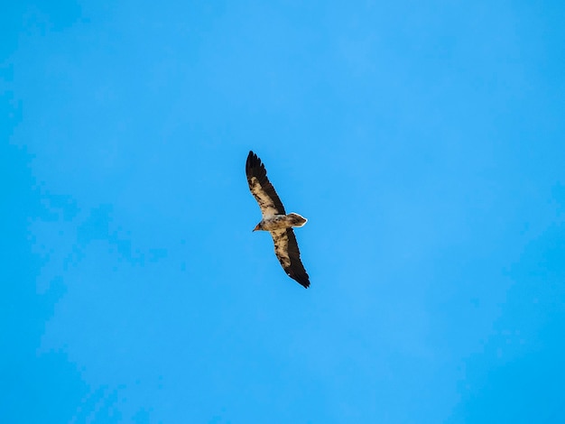 Photo low angle view of eagle flying against clear blue sky