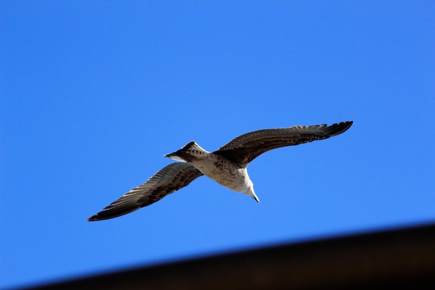 Low angle view of eagle flying against clear blue sky