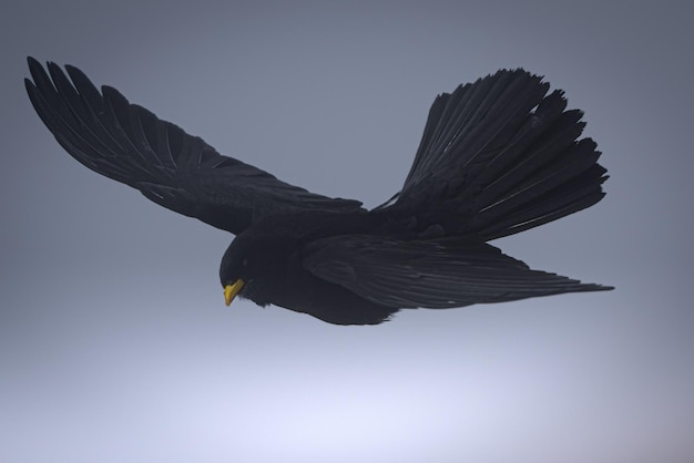 Photo low angle view of eagle flying against clear sky