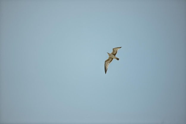 Vista a bassa angolazione di un'aquila che vola contro un cielo limpido