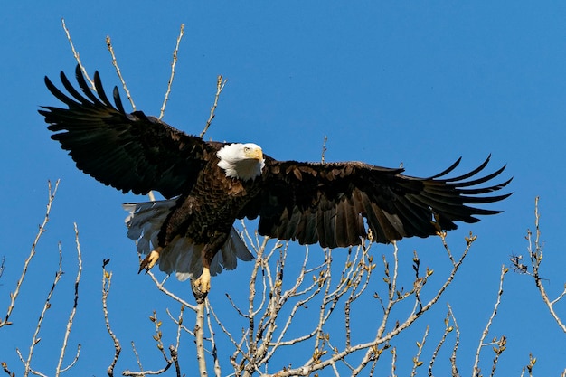 Foto vista a bassa angolazione di un'aquila che vola contro il cielo