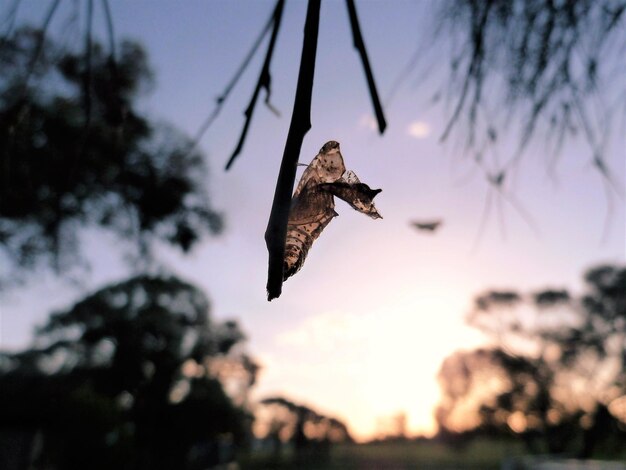 Photo low angle view of eagle flying against sky