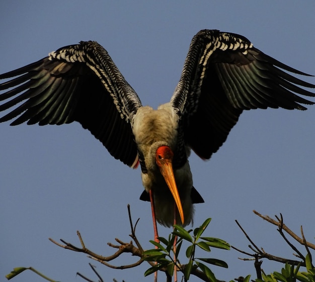 Photo low angle view of eagle flying against sky