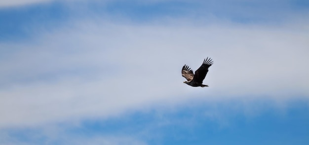 空に向かって飛ぶ<unk>の低角度の景色