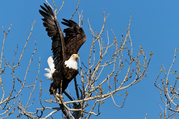 Photo low angle view of eagle flying against sky
