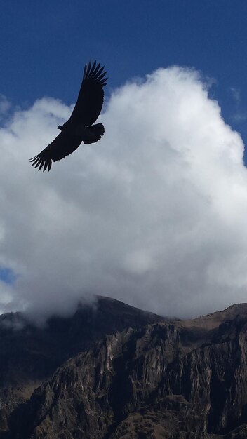 Low angle view of eagle flying against sky