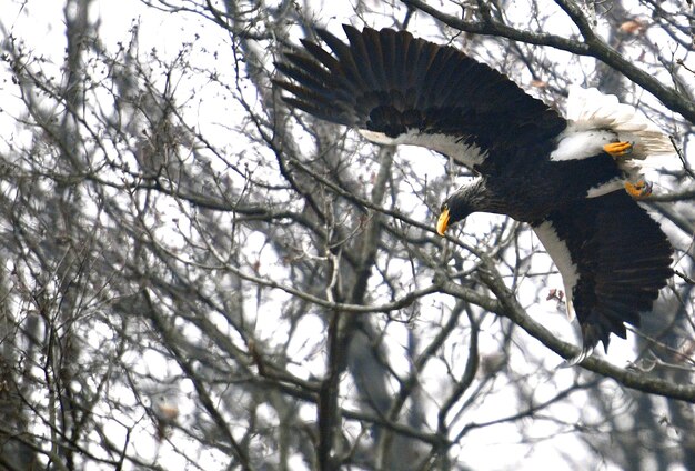 Low angle view of eagle flying against sky