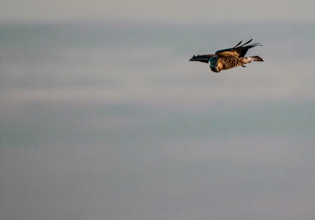 Foto vista a bassa angolazione di un'aquila che vola nel cielo