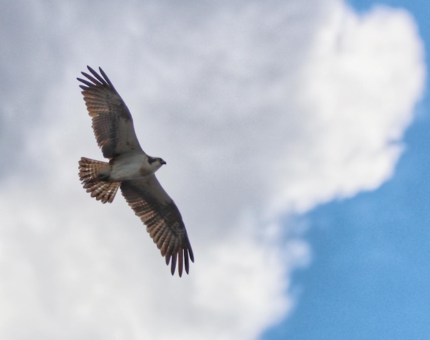 Photo low angle view of eagle flying in sky