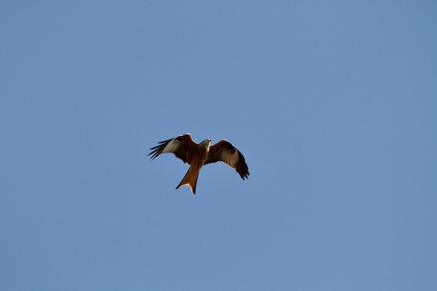 Photo low angle view of eagle flying in sky