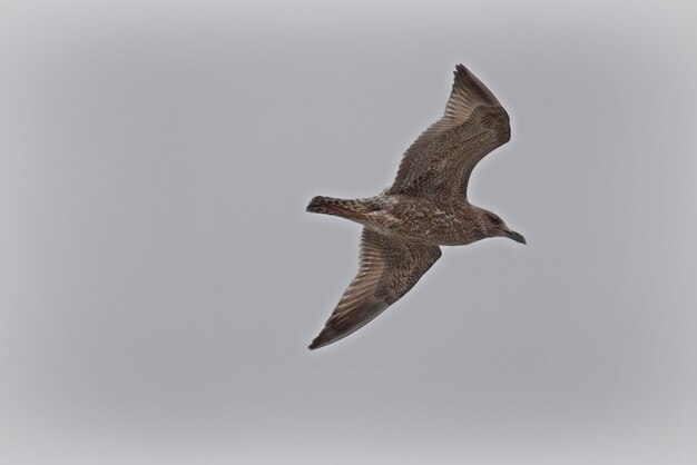 Low angle view of eagle flying in sky