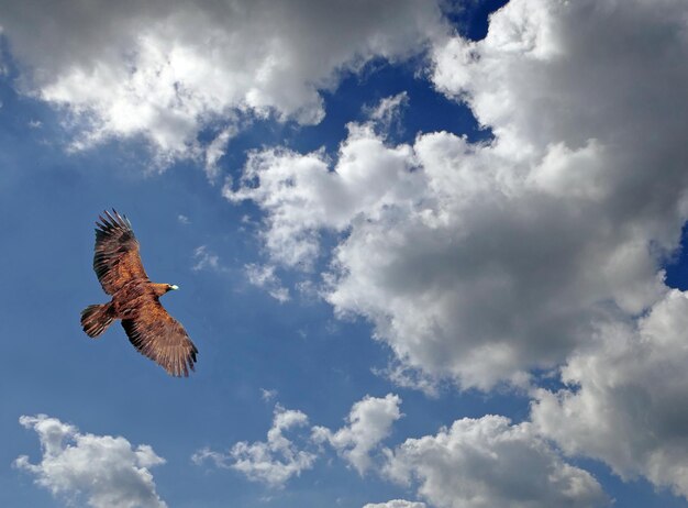 Low angle view of eagle flying in sky