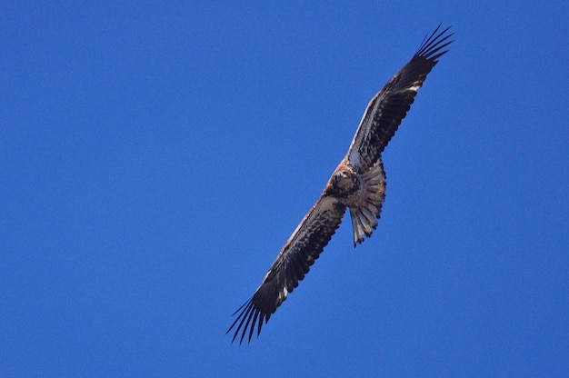 Low angle view of eagle flying in sky