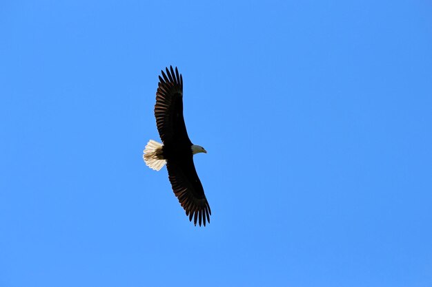 Low angle view of eagle flying in sky