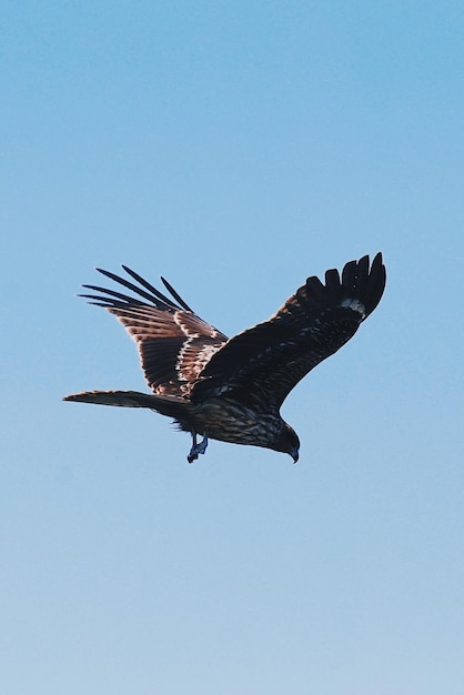 Low angle view of eagle flying in sky