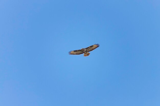 Low angle view of eagle flying in sky