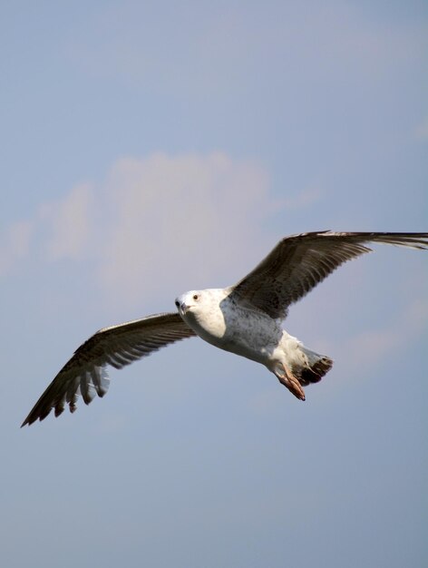 Foto vista a bassa angolazione di un'aquila che vola nel cielo