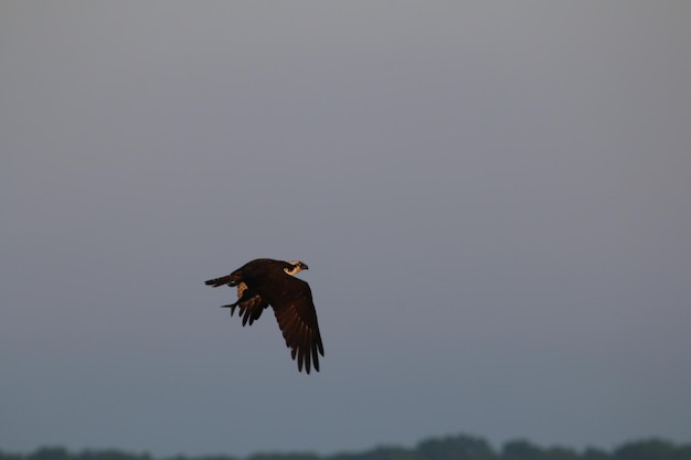 Foto vista a bassa angolazione di un'aquila che vola nel cielo