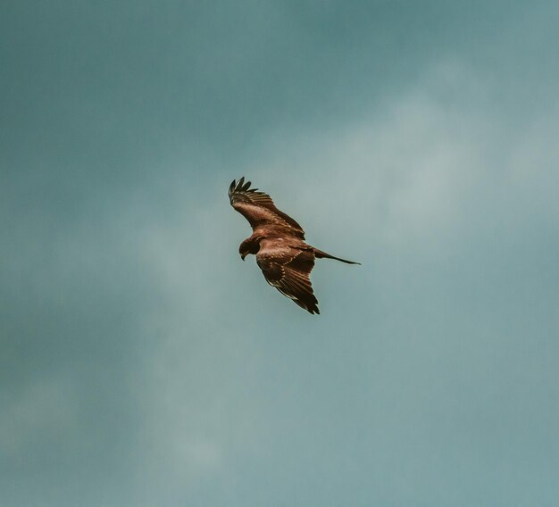 Foto vista a bassa angolazione di un'aquila che vola nel cielo