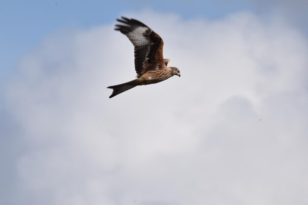 Low angle view of eagle flying in sky