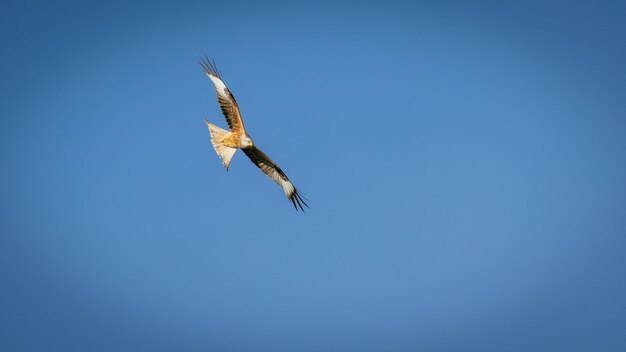 Low angle view of eagle flying in sky