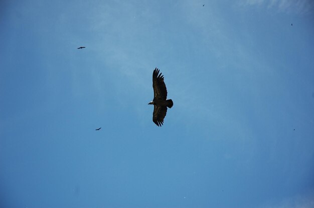 Low angle view of eagle flying in sky