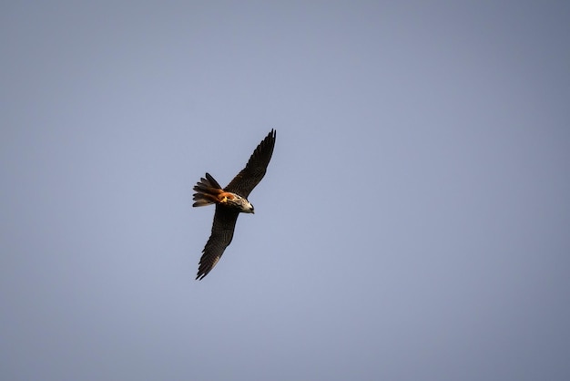 Low angle view of eagle flying in sky