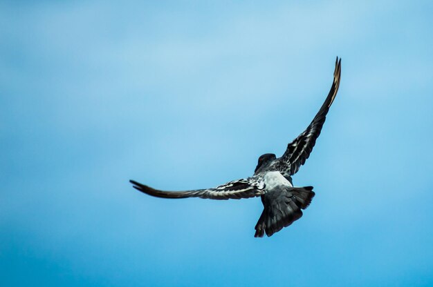 Photo low angle view of eagle flying