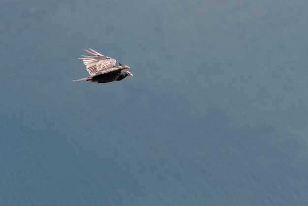 Photo low angle view of eagle flying