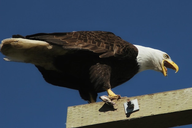 Photo low angle view of eagle perching against clear blue sky