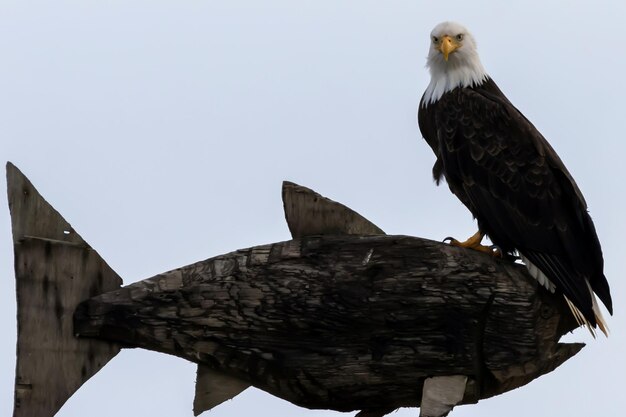 Low angle view of eagle perching against sky