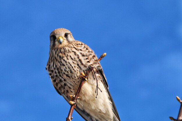 Low angle view of eagle perching on a blue sky