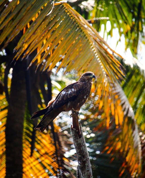 Low angle view of eagle perching on branch