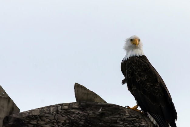 Low angle view of eagle perching on rock