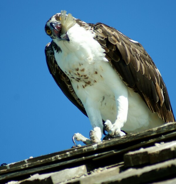 Low angle view of eagle perching on roof against sky