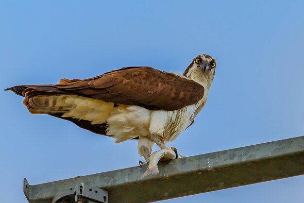 Photo low angle view of eagle perching on the sky