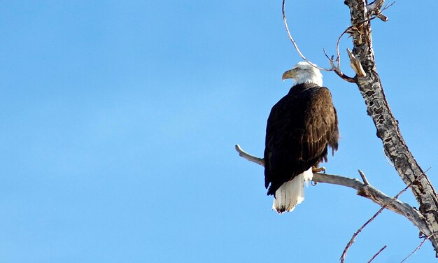 Photo low angle view of eagle perching on tree against clear blue sky