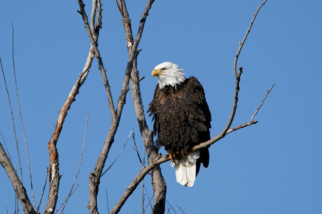 Photo low angle view of eagle perching on tree against sky