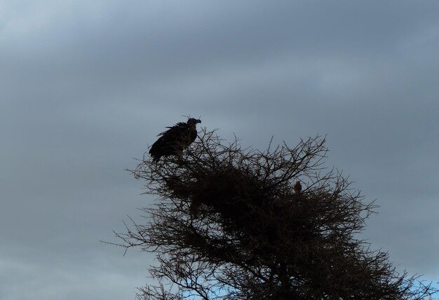 Photo low angle view of eagle perching on tree against sky