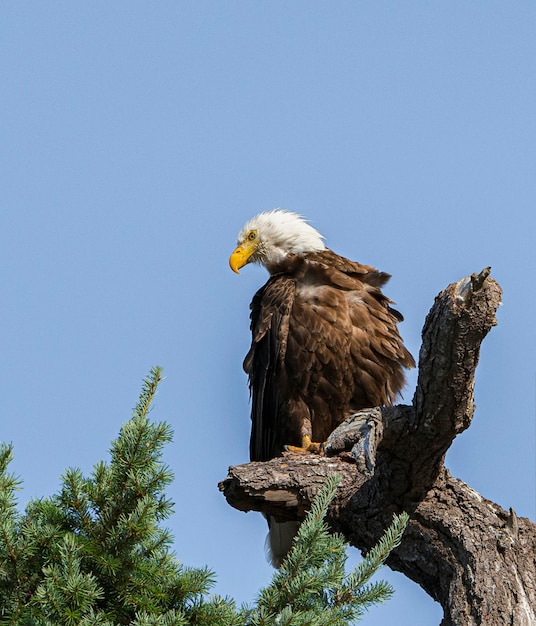 Low angle view of eagle perching on tree against sky