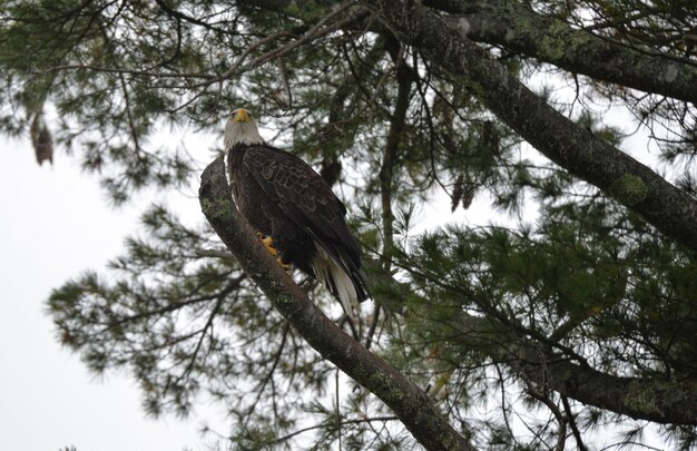 Photo low angle view of eagle perching on tree