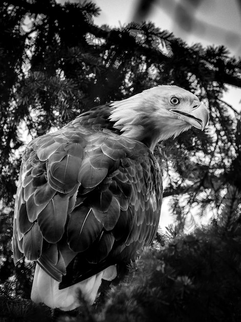 Photo low angle view of eagle perching on tree