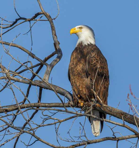 Photo low angle view of eagle perching on tree