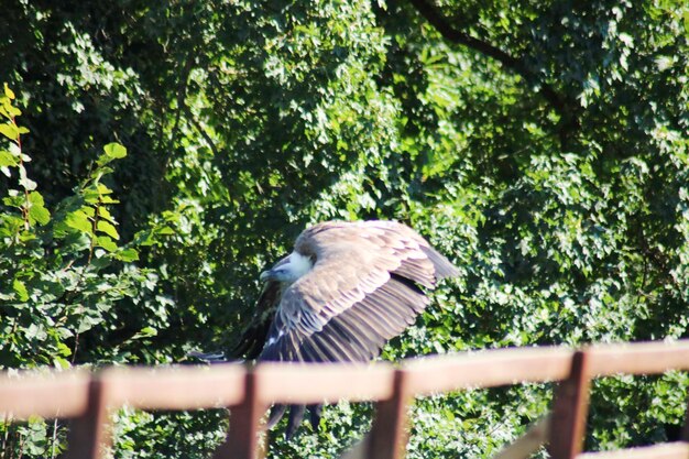 Low angle view of eagle perching on tree