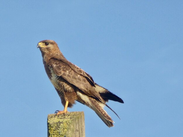 Foto vista a bassa angolazione di un'aquila appollaiata su un palo di legno contro un cielo limpido